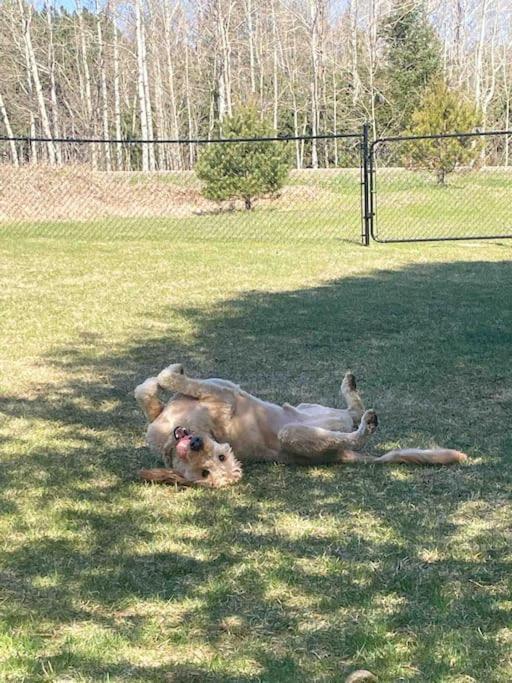 Private Cottage With Huge Private Dog Park! Barrys Bay Esterno foto