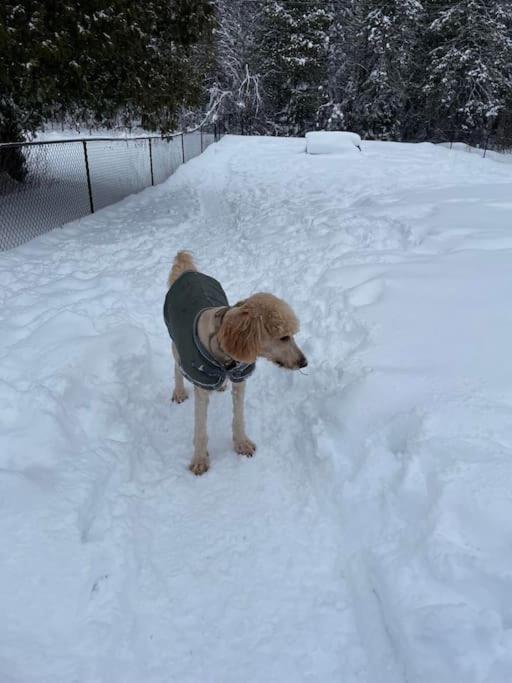 Private Cottage With Huge Private Dog Park! Barrys Bay Esterno foto